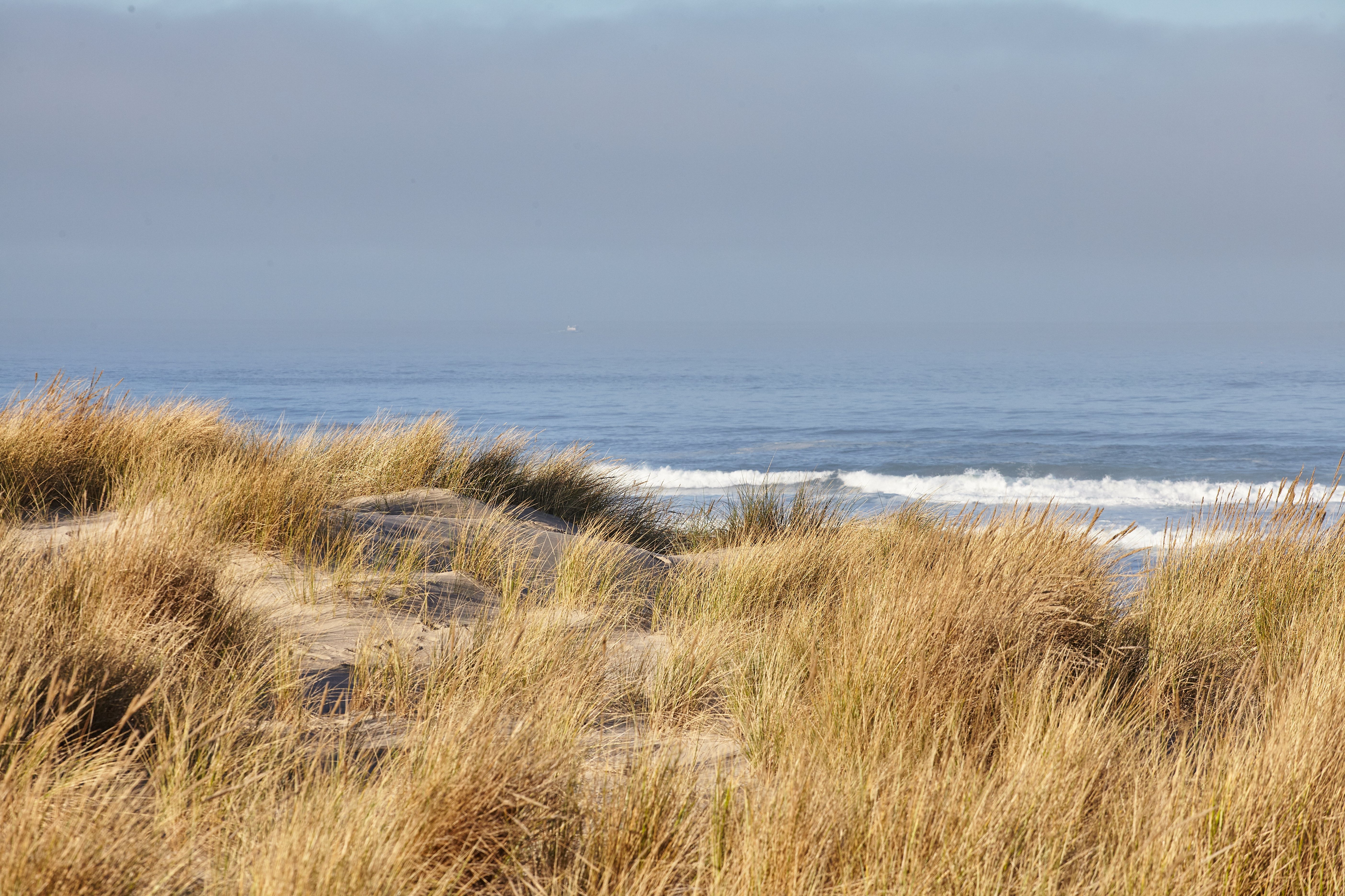 scenery-beachgrass-morning-cannon-beach-oregon